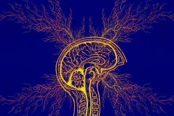 Brain and Central Nervous System