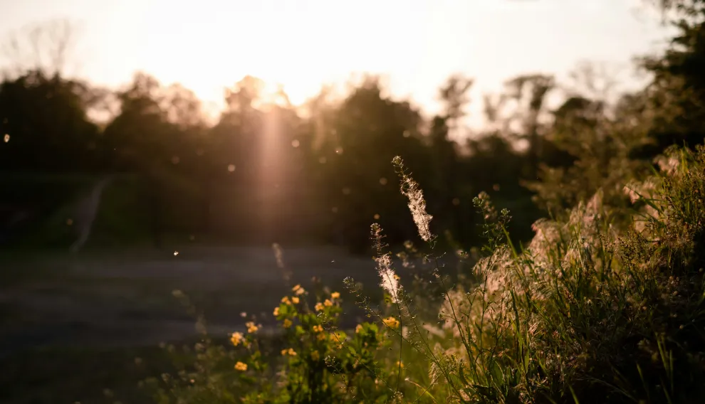 Flowers and pollen during sunset