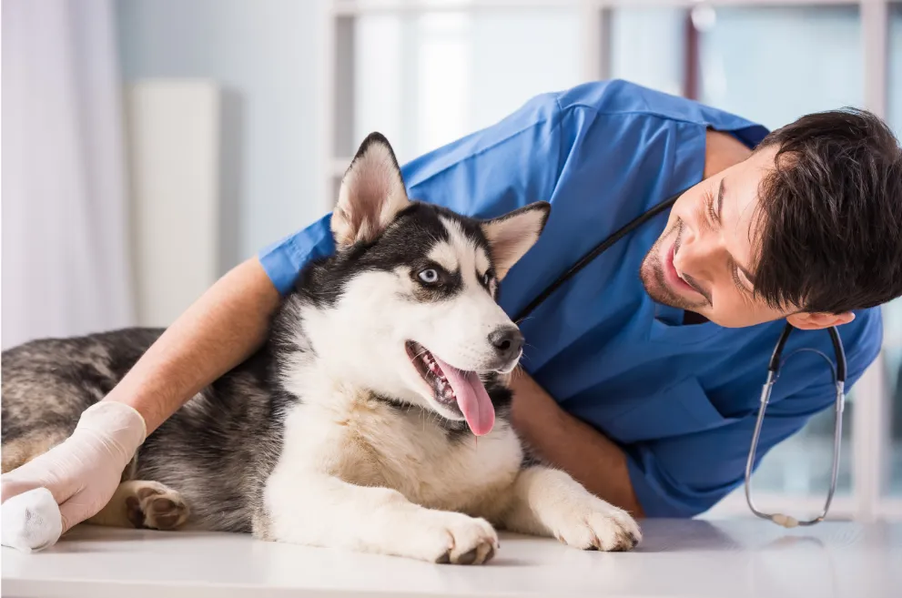 Husky dog with veterinarian