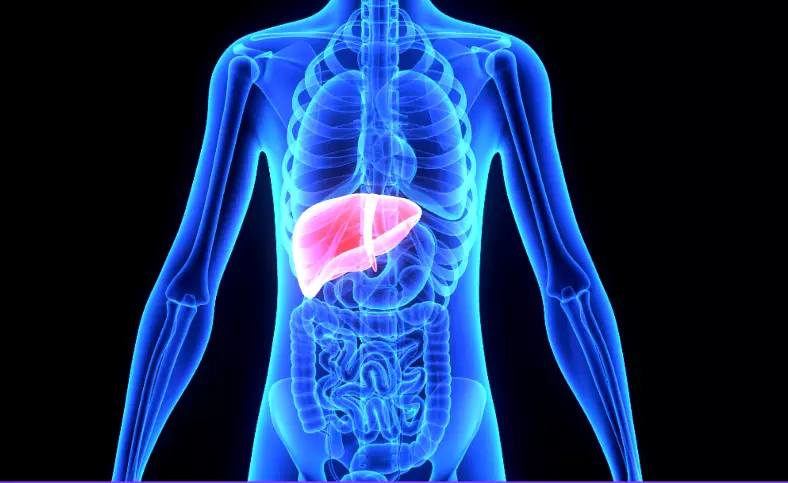 Illustration of X-ray Highlighting the Liver