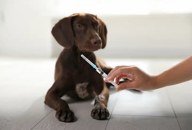 Puppy about to get a vaccine shot