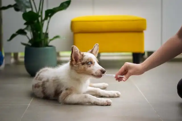 Puppy taking medication via syringe