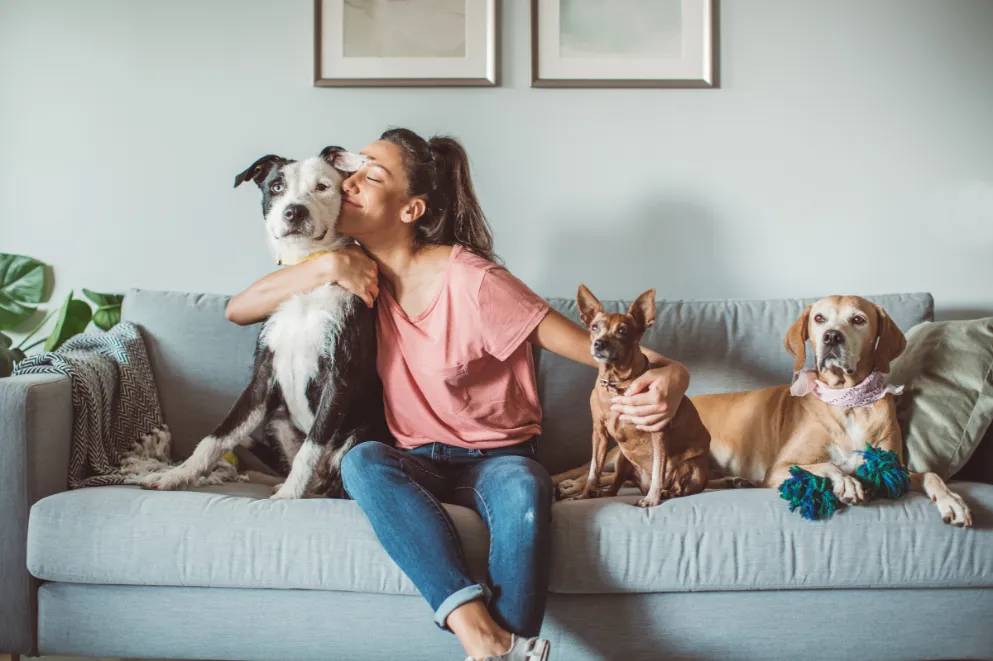 Woman sitting on sofa hugging dogs